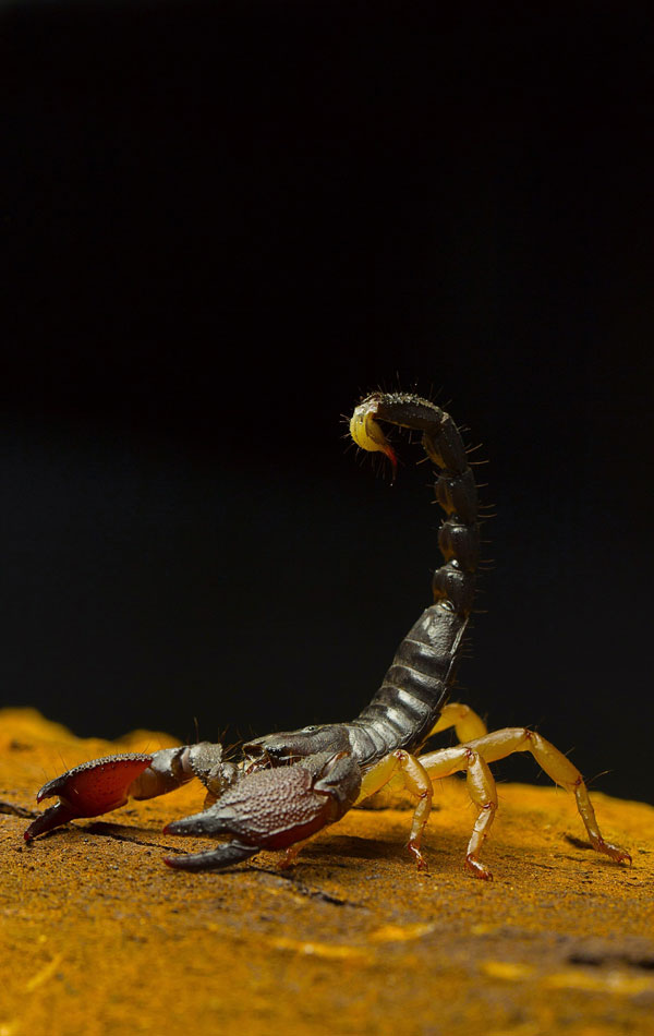 Scorpions Can Live Without Oxygen For Up to 48 Hours