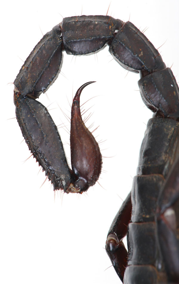 The High Cost of Scorpion Venom