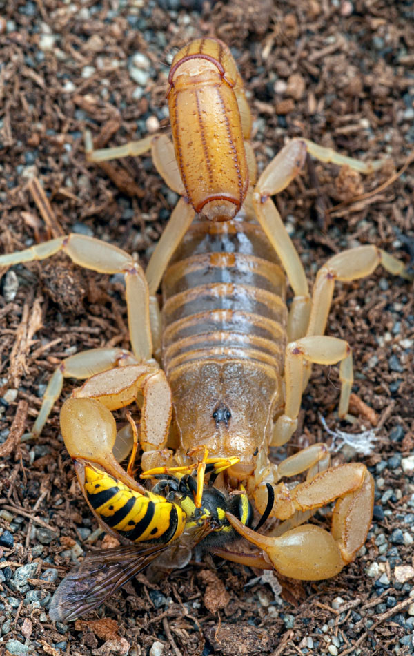 Scorpions Can Live Without Food For a Year