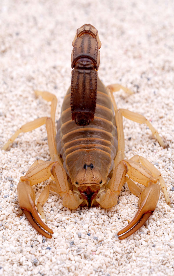 Some Scorpions Reproduce Without a Mate