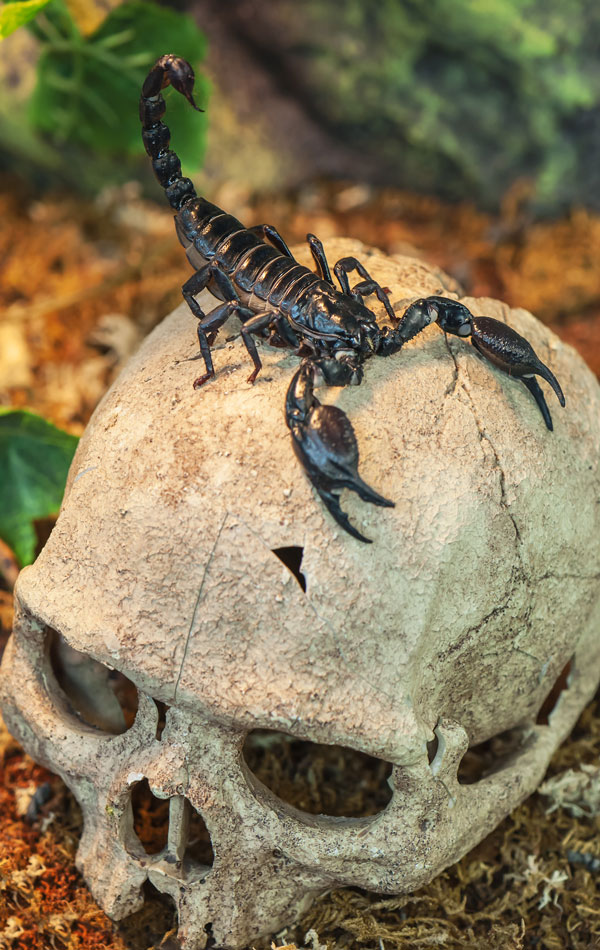 Scorpions are Cannibals